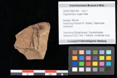 Foto (Objekt + Etikett) von Glyptostrobus ungeri Heer (NHMW-GEO-2024-0188-0184)